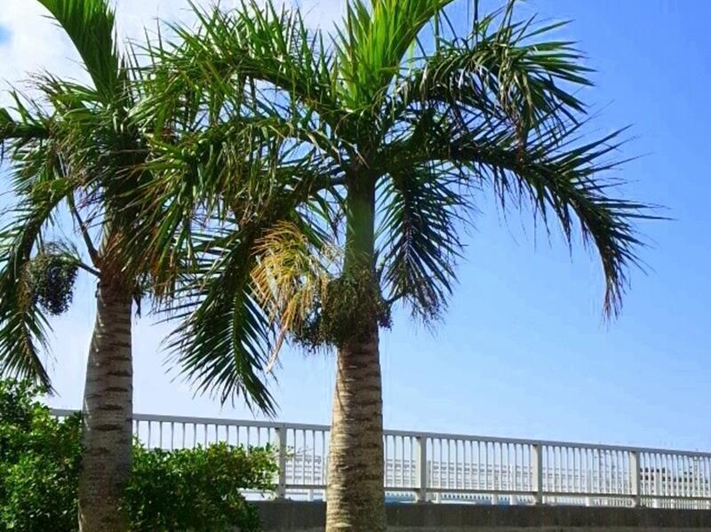 Guesthouse Nandeyanen - Hostel Okinawa Extérieur photo